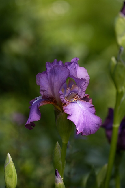 Jardin des Impressionnistes-MAI14-085
